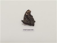 藏品(蛺蝶科(2))的圖片